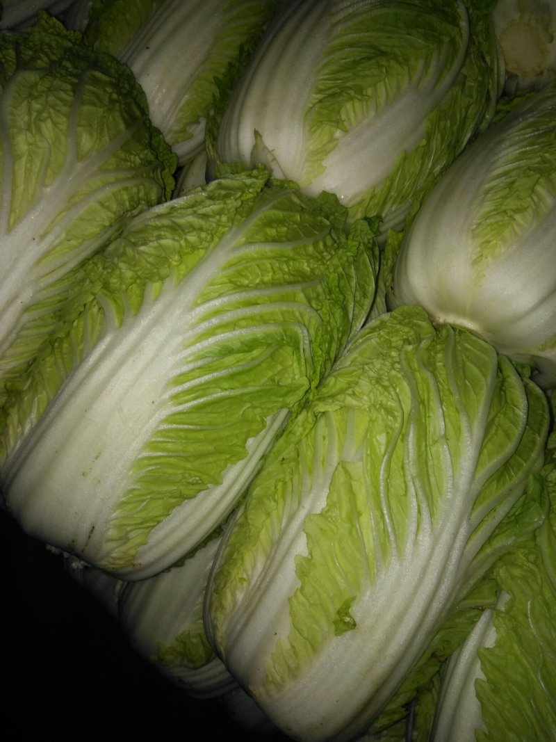 黄心金锦春白菜