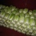 黄心金锦春白菜
