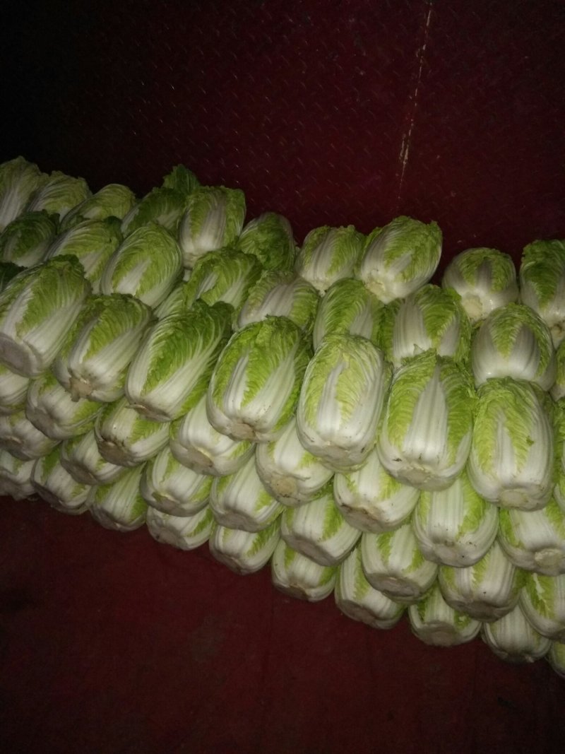 黄心金锦春白菜