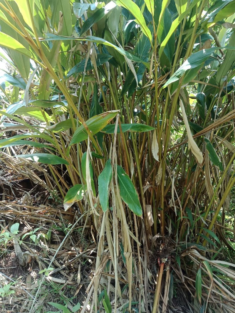 阳荷鲜货