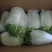 夏阳白菜净菜2~3斤