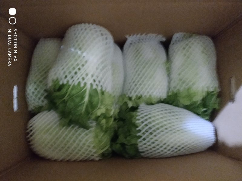 夏阳白菜净菜2~3斤