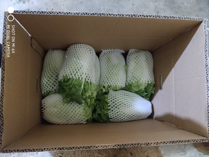 夏阳白菜净菜2~3斤