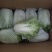 夏阳白菜净菜2~3斤