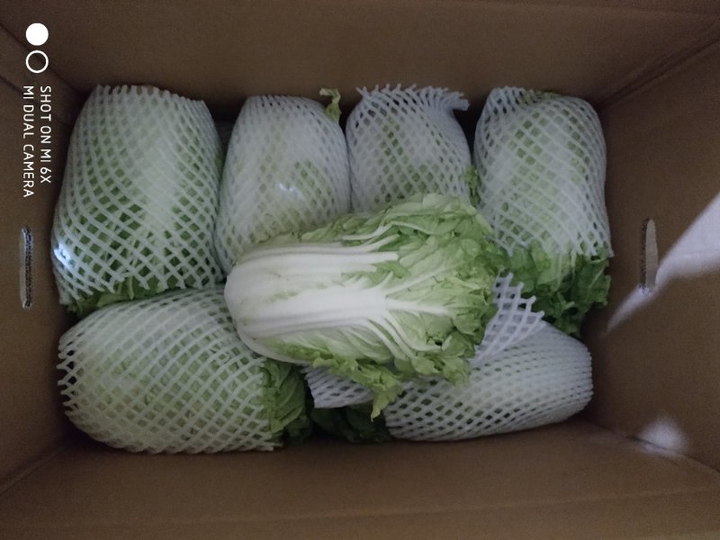 夏阳白菜净菜2~3斤