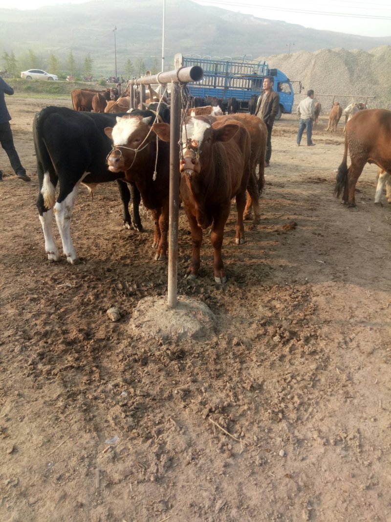 西门塔尔牛犊200~300kg