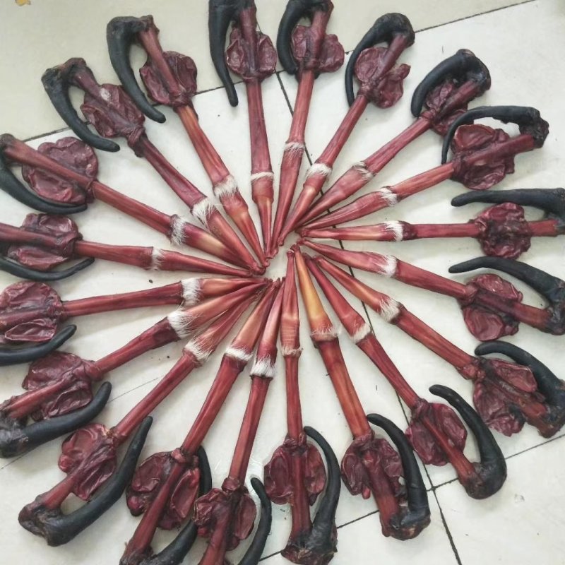 鹿鞭梅花鹿鹿鞭