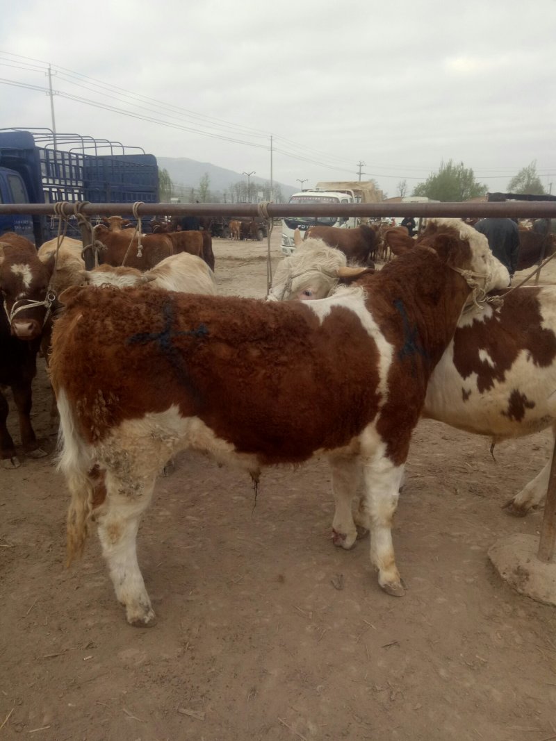 西门塔尔牛犊200~300kg