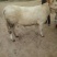西门塔尔牛犊200~300kg