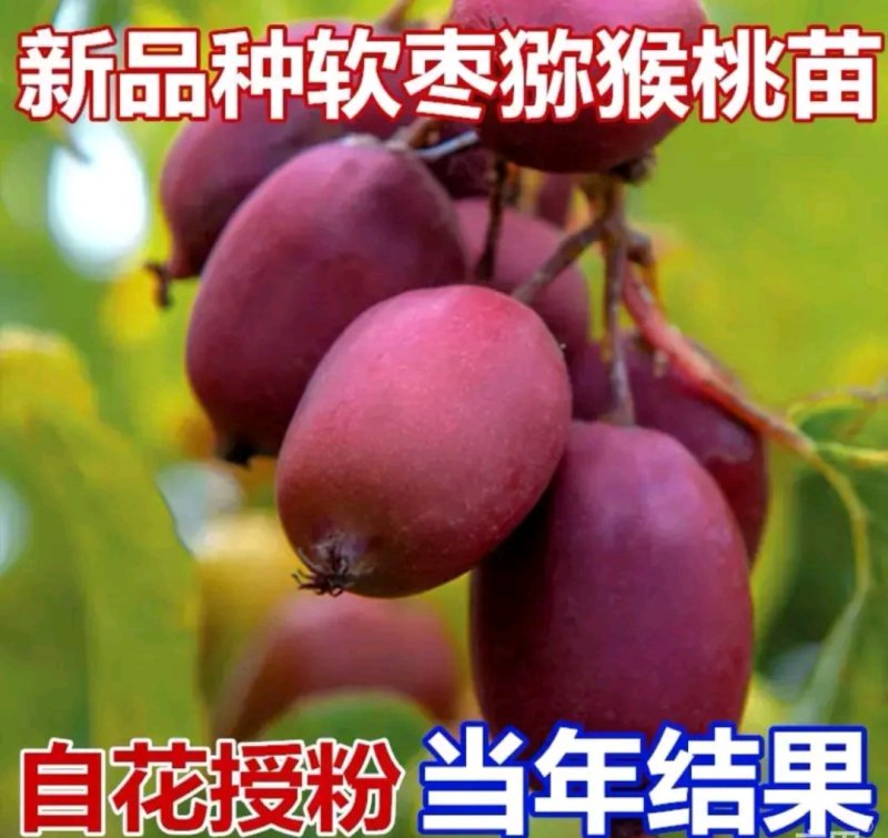 软枣猕猴桃苗【速生生长速度结果快】成活率高