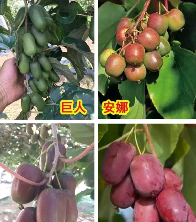 软枣猕猴桃苗【速生生长速度结果快】成活率高