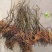 软枣猕猴桃苗【速生生长速度结果快】成活率高