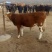 西门塔尔牛犊200~300kg
