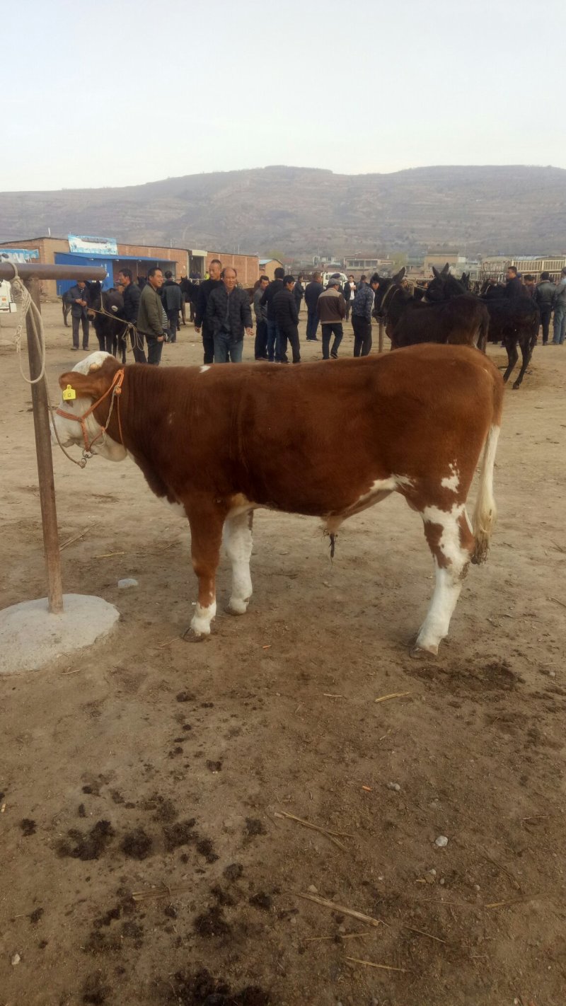 西门塔尔牛犊200~300kg