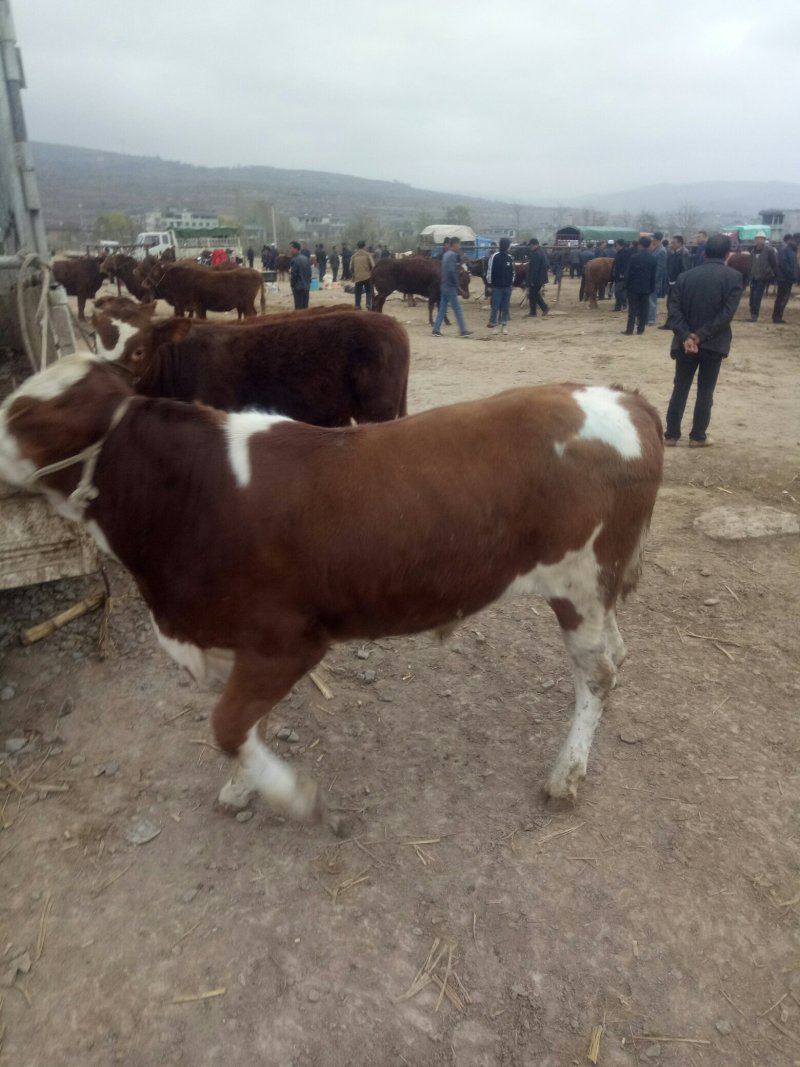 西门塔尔牛犊200~300kg