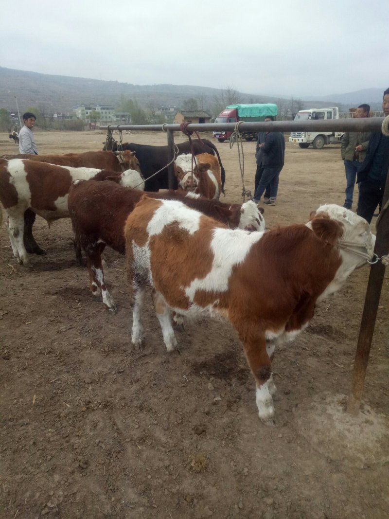 西门塔尔牛犊200~300kg