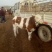 西门塔尔牛犊200~300kg