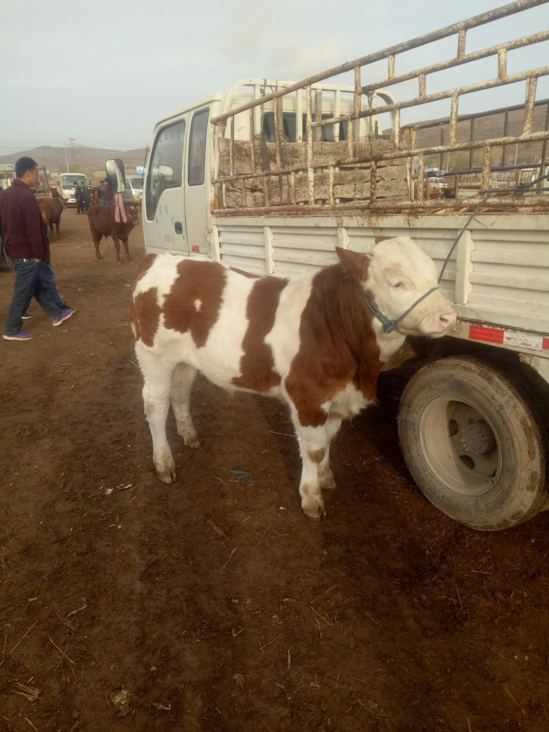 西门塔尔牛犊200~300kg