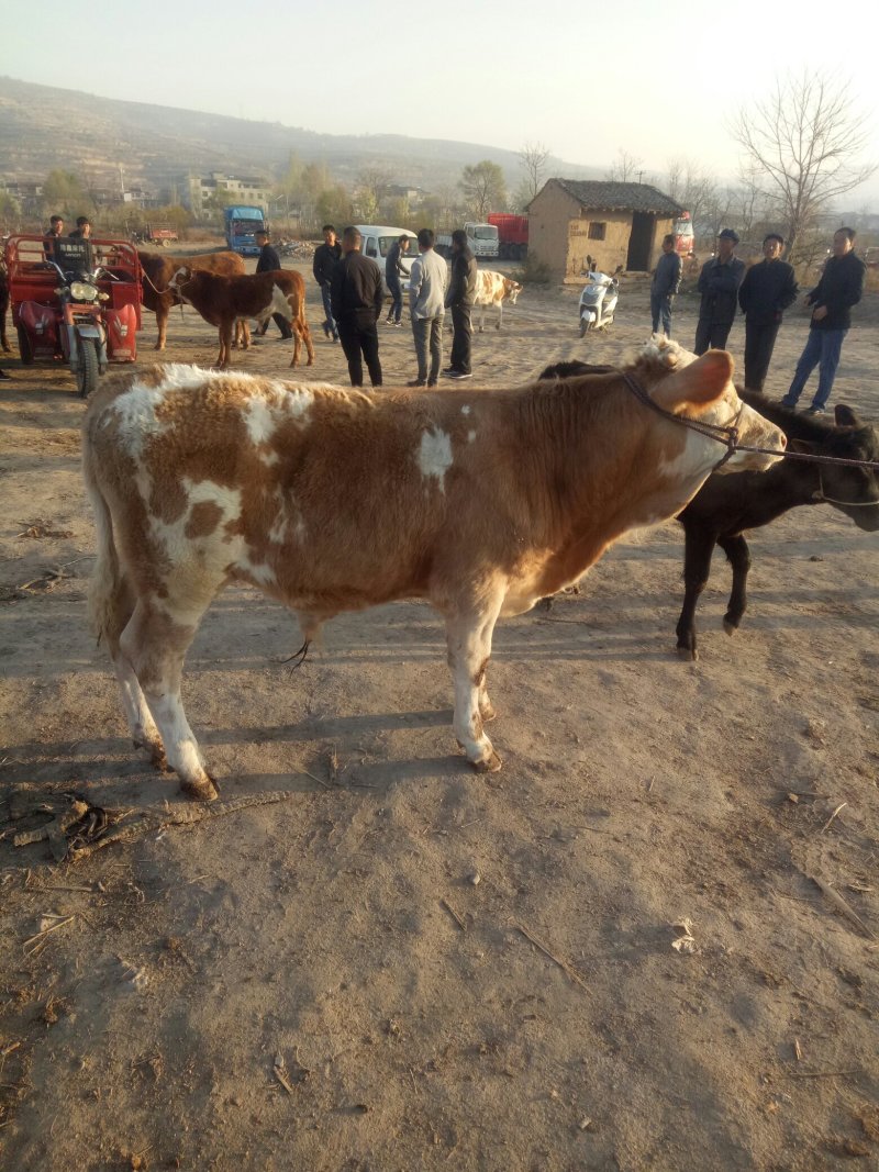 西门塔尔牛犊200~300kg