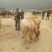 西门塔尔牛犊200~300kg