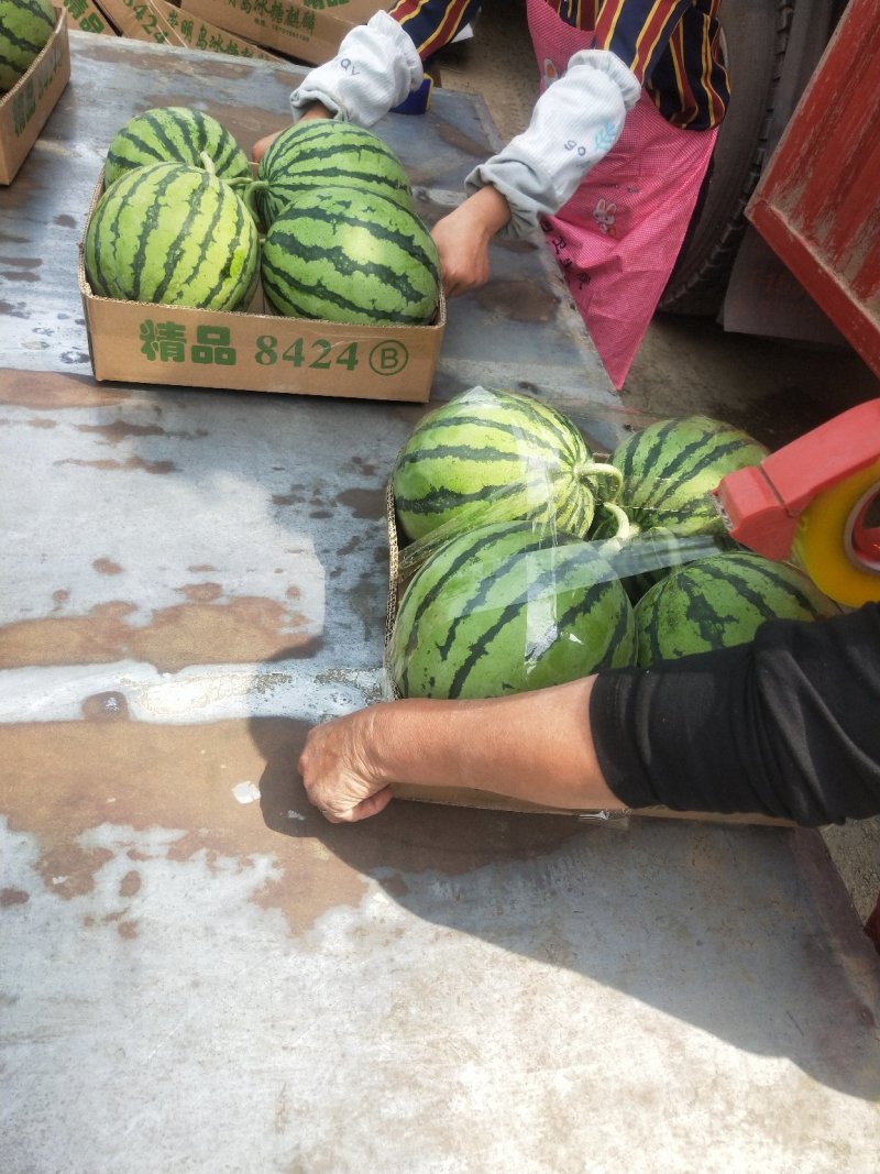 精品美都西瓜8424西瓜诚信合作质量保障皮薄汁多欢迎来电