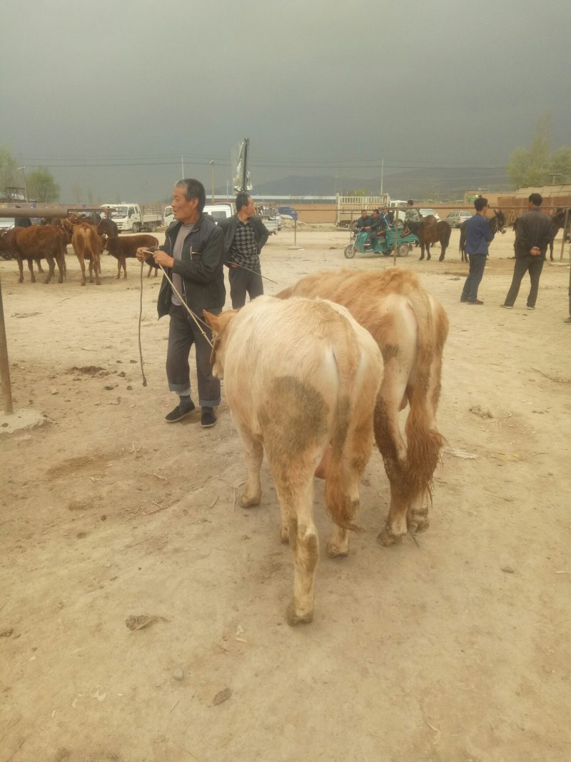 西门塔尔牛犊200~300kg