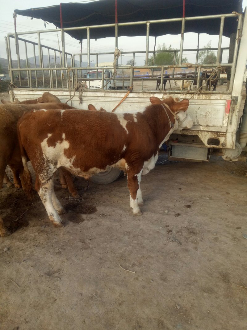 西门塔尔牛犊200~300kg