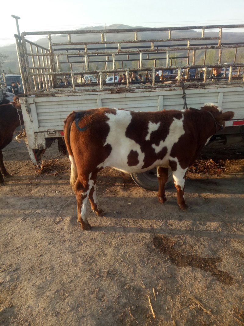 西门塔尔牛犊200~300kg