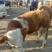 西门塔尔牛犊200~300kg