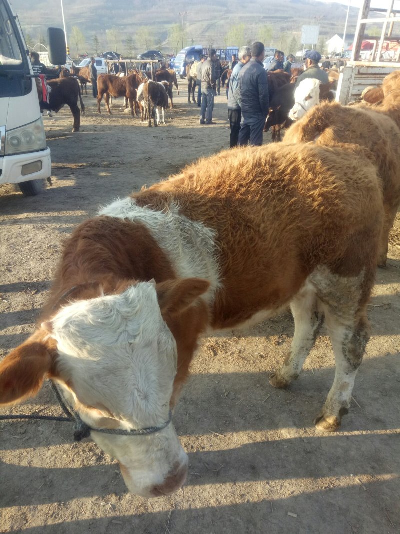 西门塔尔牛犊200~300kg