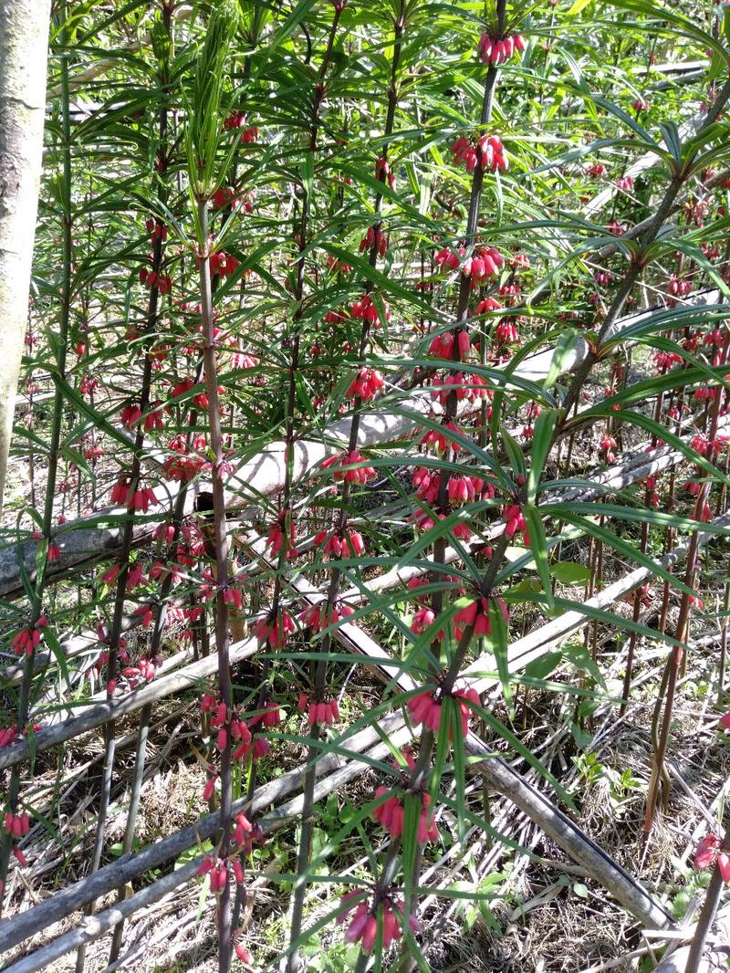 滇红花黄精种子。