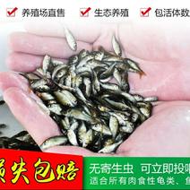 包邮红鲤鱼苗放生鱼/观赏鱼冷水鱼/淡水养殖鱼苗活