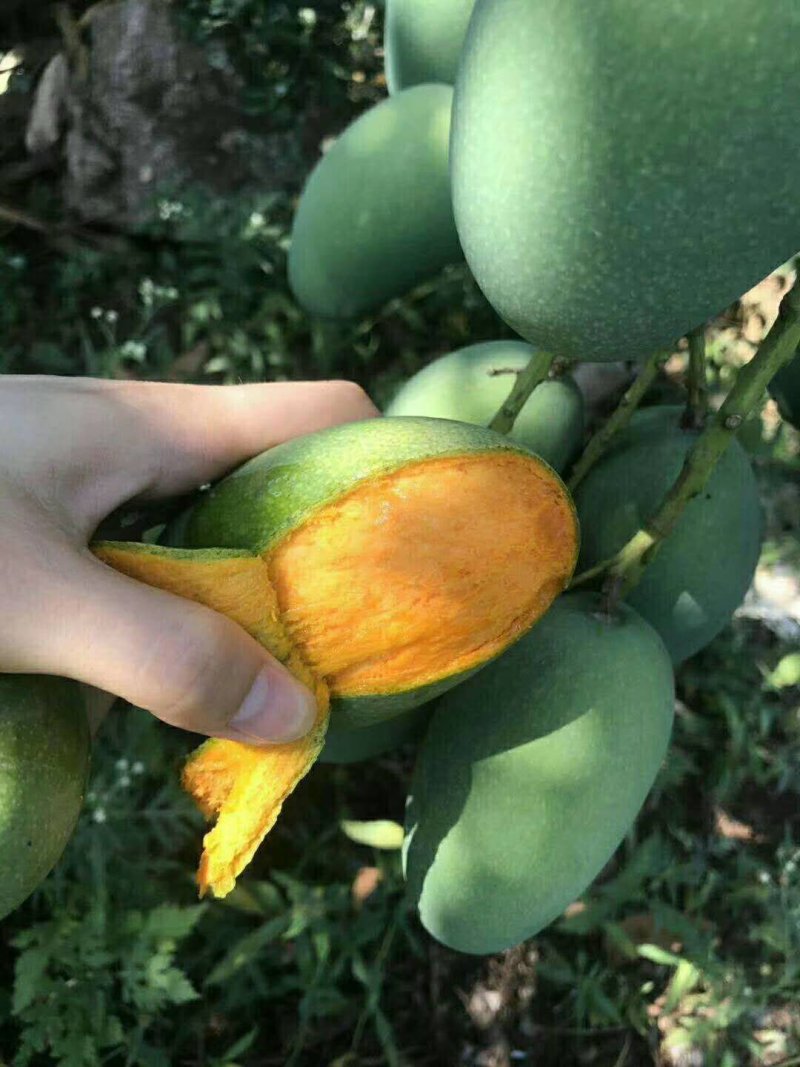 正宗覃斗鸡蛋芒果，欢迎订购