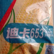 高产玉米种迪卡653