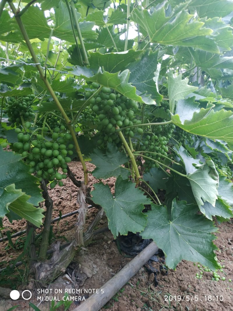 冷棚玫瑰香葡萄粒大果硬，欢迎前来洽谈业务