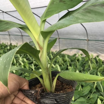 大量批发出售农科院制种香蕉苗/西贡粉蕉苗/金粉一号蕉苗
