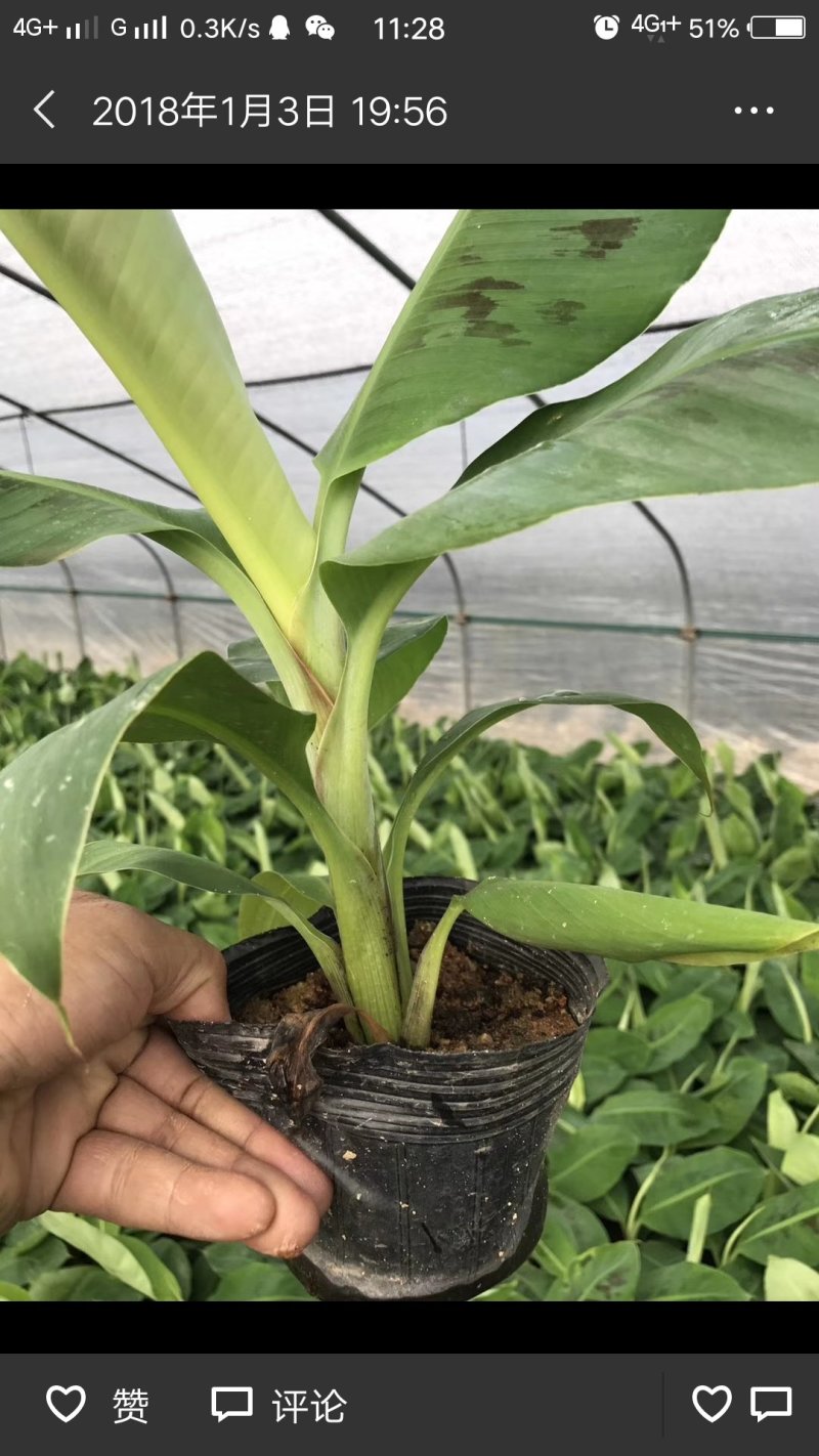 大量批发出售农科院制种香蕉苗/西贡粉蕉苗/金粉一号蕉苗