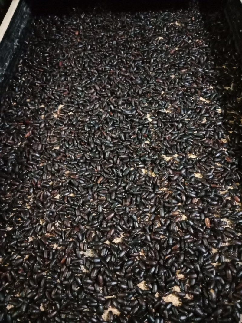 优质高密度黄粉虫虫卵