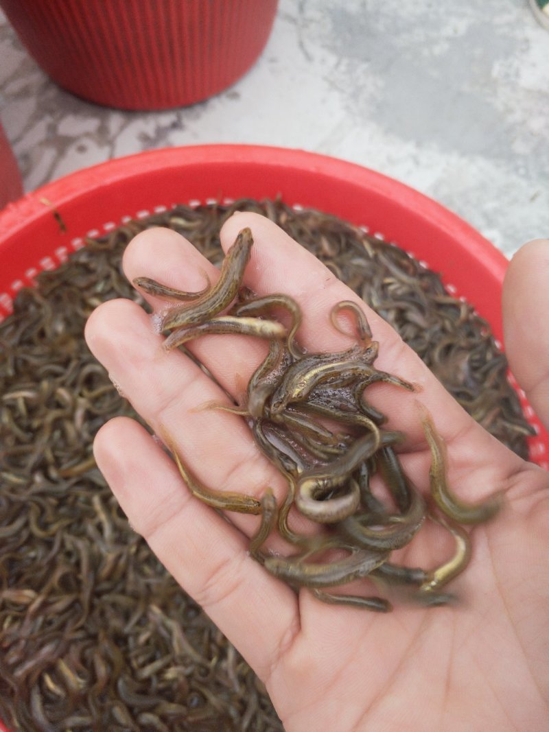台湾泥鳅苗（包邮）（大小规格发货）
