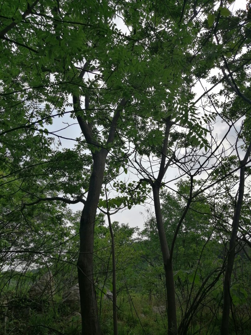 朴树朴榆小叶朴可视频看货产地直销一条龙服务