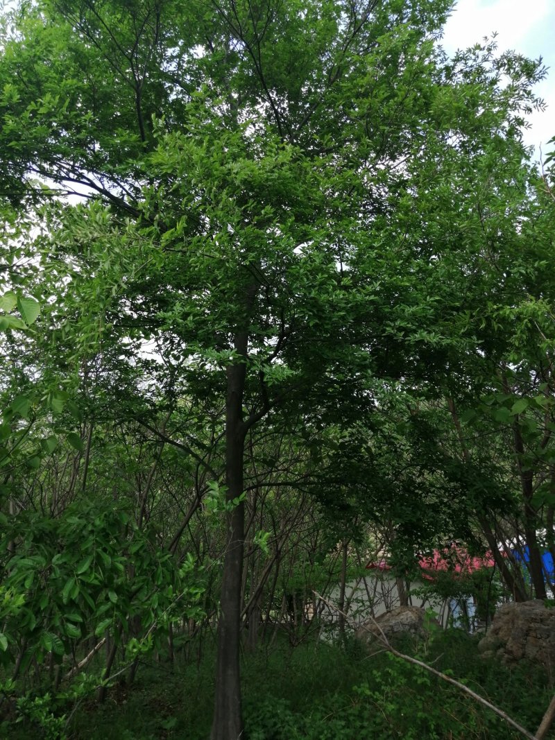 朴树朴榆小叶朴可视频看货产地直销一条龙服务