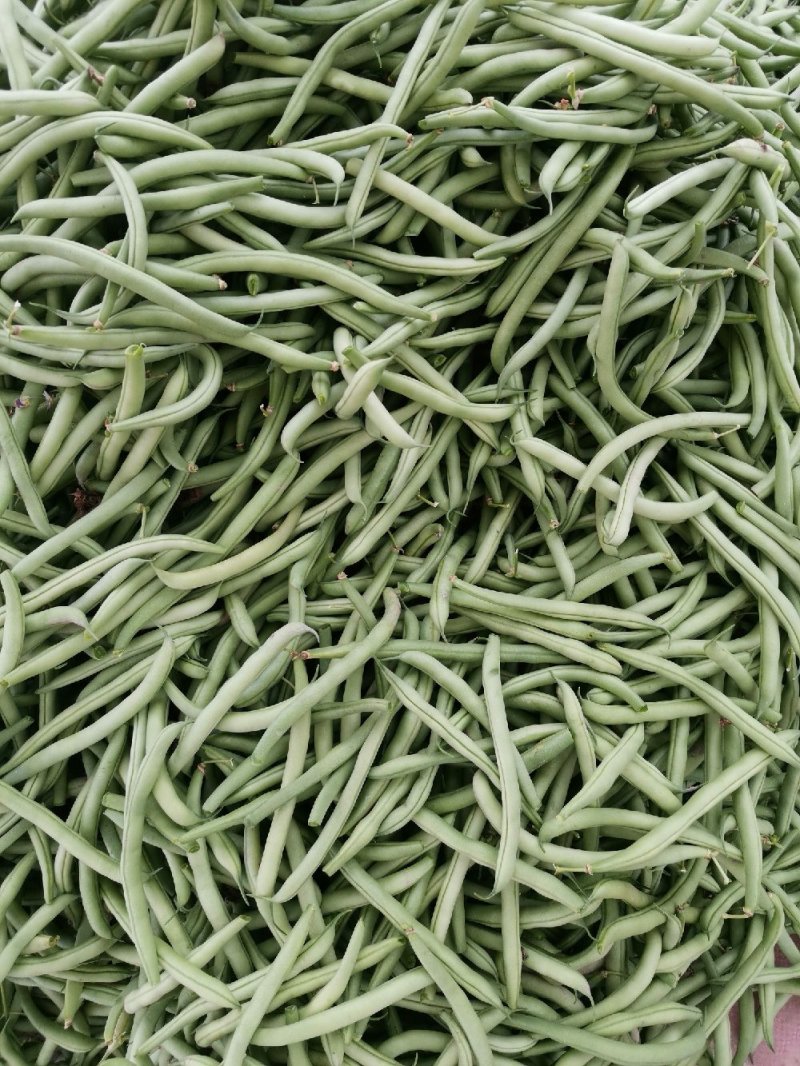 无筋四季豆一手货源芜湖产地大鹏种保质保量代收代发