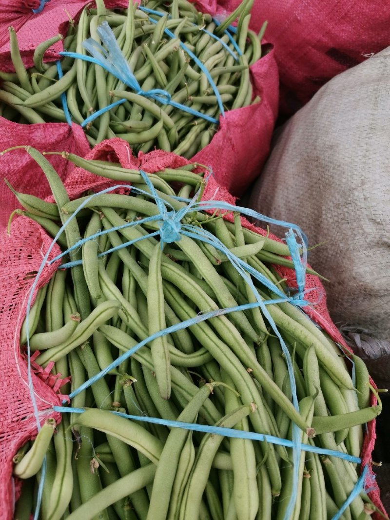 无筋四季豆一手货源芜湖产地大鹏种保质保量代收代发