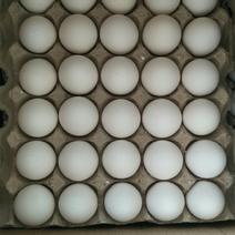 散养白鸡蛋