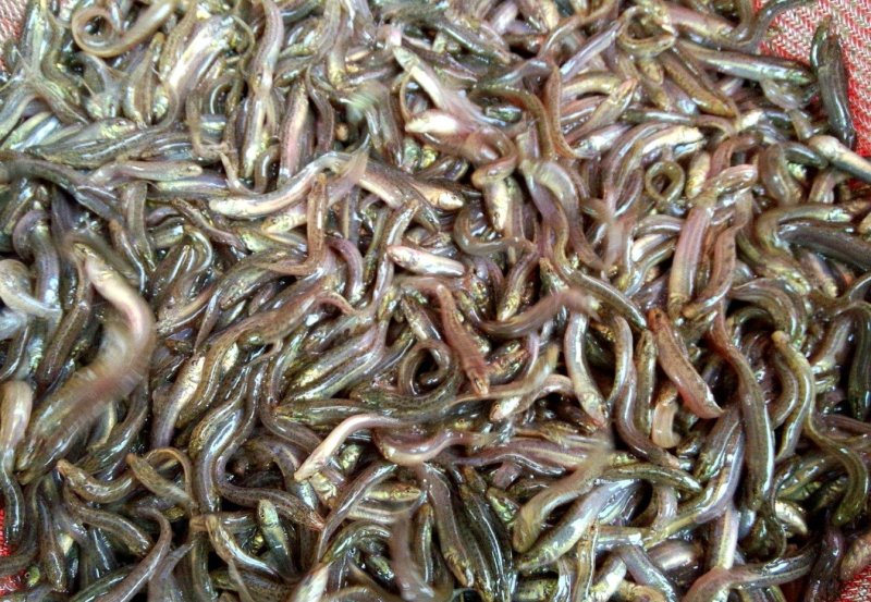 台湾泥鳅苗鲤鱼苗鲫鱼苗草鱼苗青鱼苗翘壳苗等
