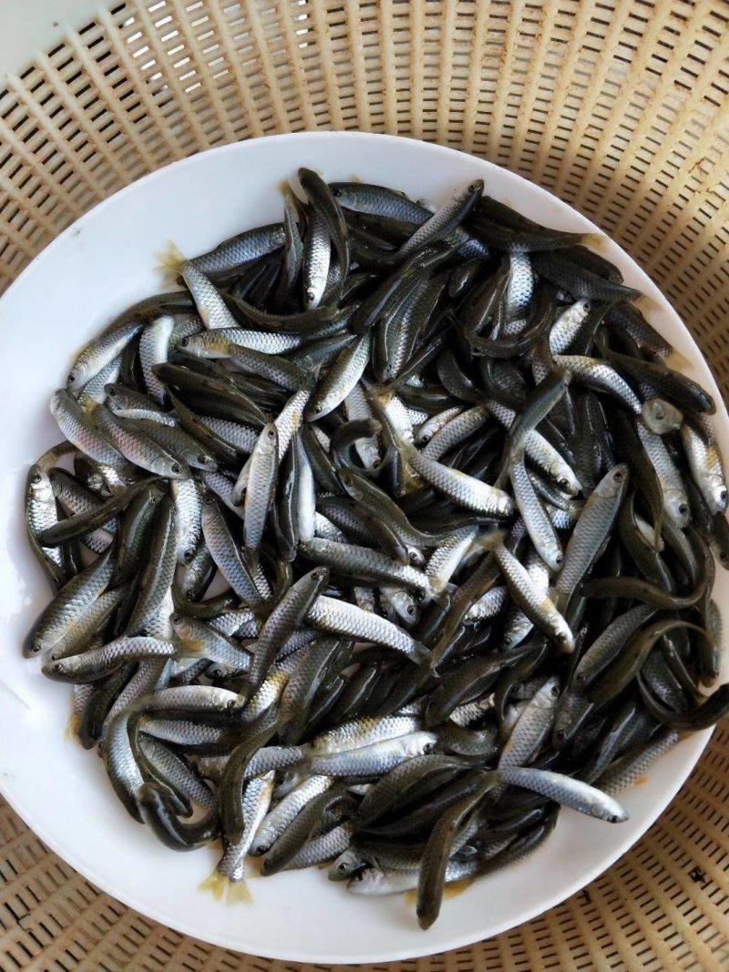 青鱼苗台湾泥鳅苗鲤鱼苗鲫鱼苗草鱼苗翘壳等
