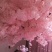 樱花仿真花樱花
