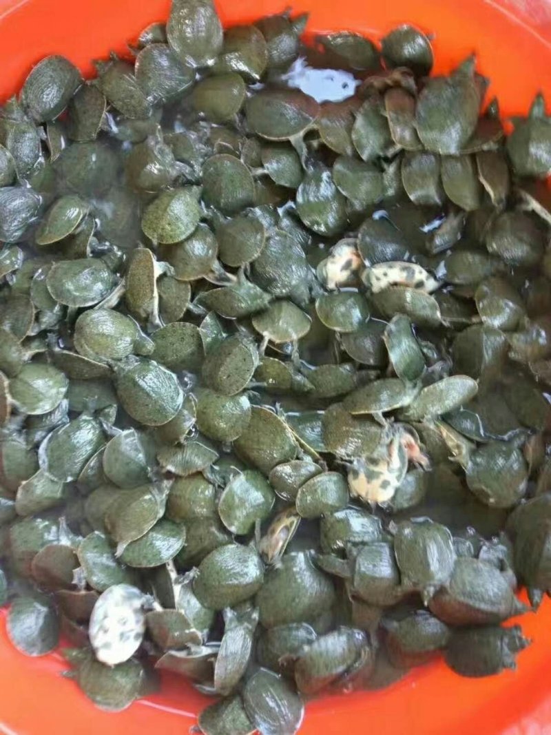 中华鳖苗台湾泥鳅苗鲤鱼苗鲫鱼苗草鱼苗青鱼苗等