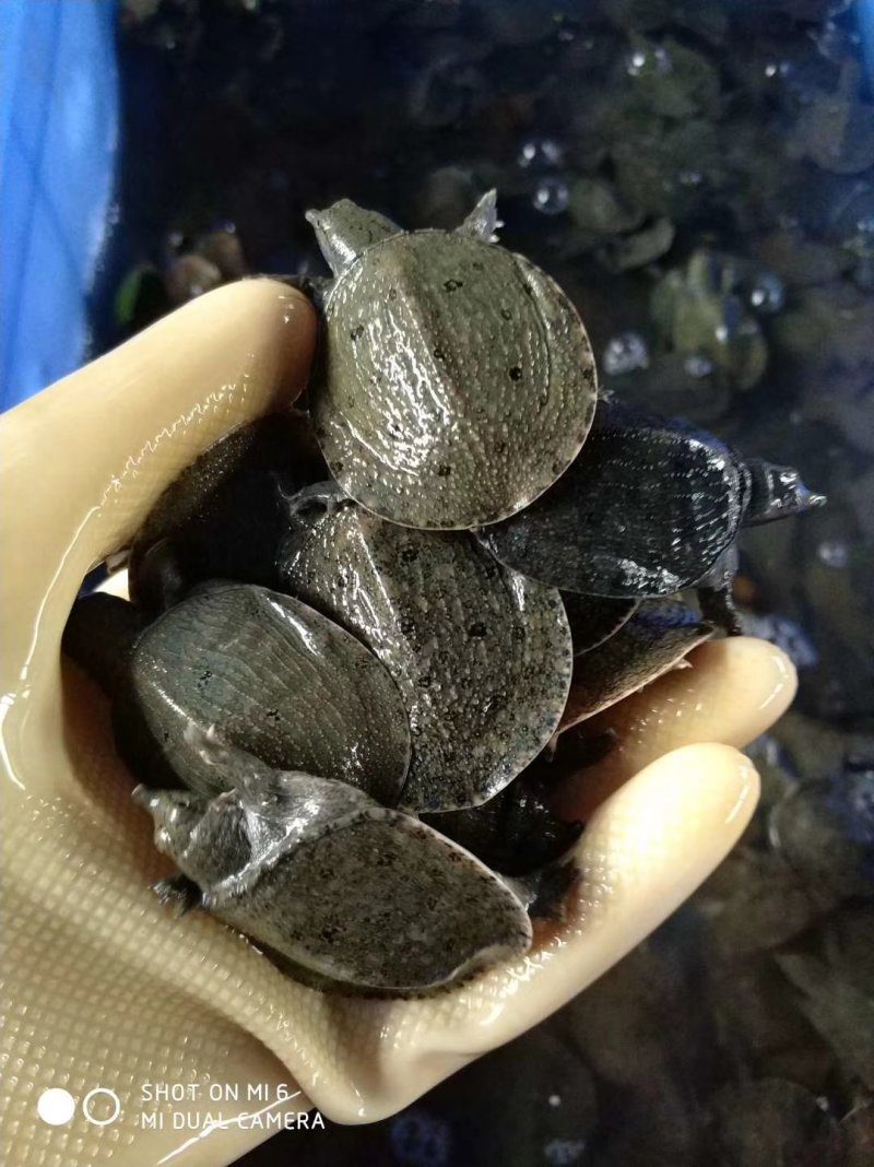 中华鳖苗台湾泥鳅苗鲤鱼苗鲫鱼苗草鱼苗青鱼苗等