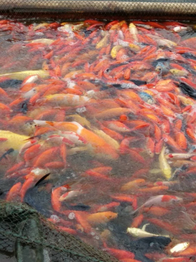 观赏鱼锦鲫鱼苗成品